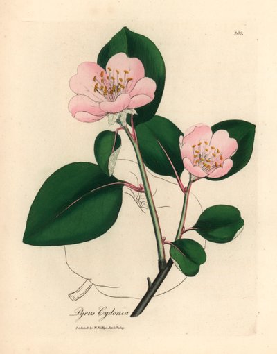 Membrillo de flores rosadas, Pyrus cydonia, de una ilustración botánica de James Sowerby de William Woodville y "Medical Botany" de Sir William Jackson Hooker 1832 (grabado en placa de cobre coloreada a mano) de James (after) Sowerby