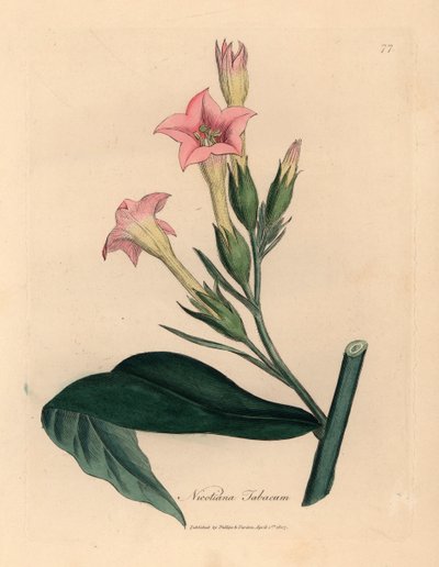 Planta de tabaco con flores rosadas, Nicotiana tabacum, de una ilustración botánica de James Sowerby de William Woodville y "Medical Botany" de Sir William Jackson Hooker 1832 (grabado en placa de cobre coloreada a mano) de James (after) Sowerby