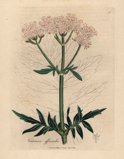 Valeriana de flores rosadas, Valeriana officinalis, de una ilustración botánica de James Sowerby de "Medical Botany" de William Woodville y Sir William Jackson Hooker, 1832 (grabado en placa de cobre coloreada a mano) de James (after) Sowerby