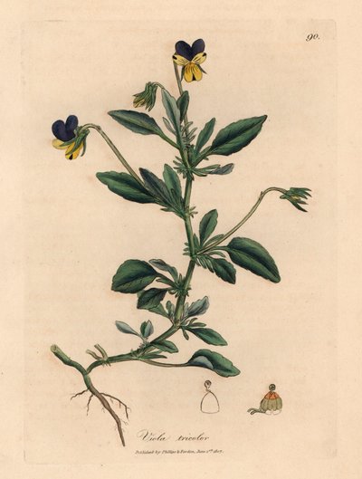 Pensamiento morado y amarillo, Viola tricolor, de una ilustración botánica de James Sowerby de William Woodville y "Medical Botany" de Sir William Jackson Hooker 1832 (grabado en placa de cobre coloreada a mano) de James (after) Sowerby