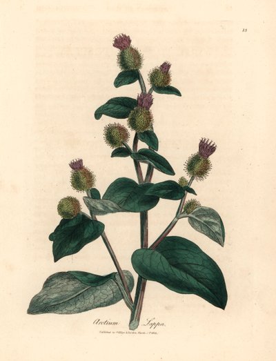 Bardana de flores moradas, Arctium lappa, de una ilustración botánica de James Sowerby de William Woodville y "Medical Botany" de Sir William Jackson Hooker, 1832 (grabado en placa de cobre coloreada a mano) de James (after) Sowerby
