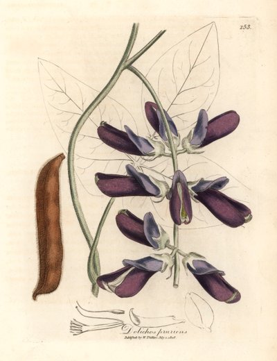 Dolichos de vaca de flores moradas, Dolichos pruriens, de una ilustración botánica de James Sowerby de William Woodville y "Medical Botany" de Sir William Jackson Hooker 1832 (grabado en placa de cobre coloreada a mano) de James (after) Sowerby