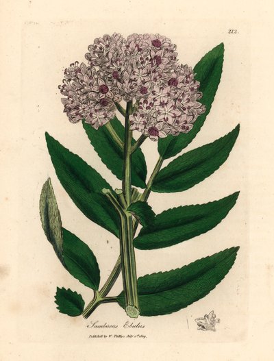 Árbol mayor enano de flores moradas, Sambucus ebulus, de una ilustración botánica de James Sowerby de William Woodville y "Medical Botany" de Sir William Jackson Hooker 1832 (grabado en placa de cobre coloreada a mano) de James (after) Sowerby