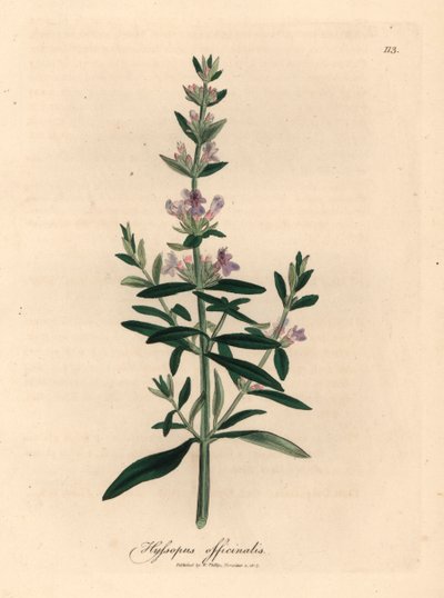 Hisopo de flores moradas, Hyssopus officinalis, de una ilustración botánica de James Sowerby de "Medical Botany" de William Woodville y Sir William Jackson Hooker, 1832 (grabado en placa de cobre coloreada a mano) de James (after) Sowerby