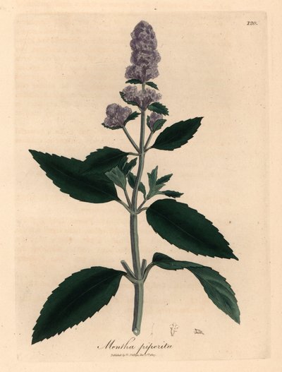 Menta de flores moradas, Mentha piperita, de una ilustración botánica de James Sowerby de "Medical Botany" de William Woodville y Sir William Jackson Hooker, 1832 (grabado en placa de cobre coloreada a mano) de James (after) Sowerby