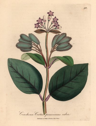 Árbol de corteza peruana roja con flores moradas, Cinchona cortex peruvianus ruber, de una ilustración botánica de James Sowerby de William Woodville y "Medical Botany" de Sir William Jackson Hooker 1832 (grabado en placa de cobre coloreada a mano) de James (after) Sowerby