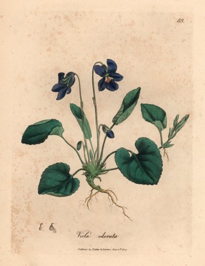 Violeta dulce de flores moradas, Viola odorata, de una ilustración botánica de James Sowerby de "Medical Botany" de William Woodville y Sir William Jackson Hooker 1832 (grabado en placa de cobre coloreada a mano) de James (after) Sowerby