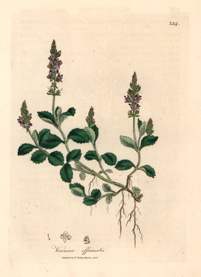Veronica de flores moradas, Veronica officinalis, de una ilustración botánica de James Sowerby de William Woodville y "Medical Botany" de Sir William Jackson Hooker 1832 (grabado en placa de cobre coloreada a mano) de James (after) Sowerby