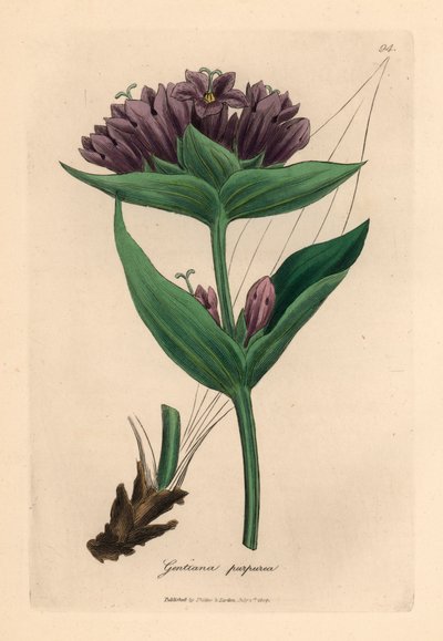 Genciana púrpura, Gentiana purpurea, de una ilustración botánica de James Sowerby de "Medical Botany" de William Woodville y Sir William Jackson Hooker 1832 (grabado en placa de cobre coloreada a mano) de James (after) Sowerby