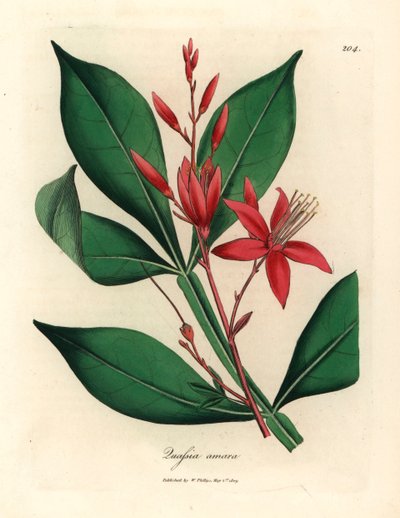 Quassia amarga de flores rojas, Quassia amara, de una ilustración botánica de James Sowerby de "Medical Botany" de William Woodville y Sir William Jackson Hooker 1832 (grabado en placa de cobre coloreada a mano) de James (after) Sowerby