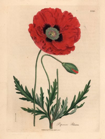 Amapola roja o de maíz, Papaver rhoeas, de una ilustración botánica de James Sowerby de "Medical Botany" de William Woodville y Sir William Jackson Hooker, 1832 (grabado en placa de cobre coloreada a mano) de James (after) Sowerby