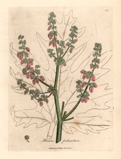 Flores y tallo de rubarbo, contorno de hoja, Rheum palmatum, de una ilustración botánica de James Sowerby de William Woodville y "Medical Botany" de Sir William Jackson Hooker 1832 (grabado en placa de cobre coloreada a mano) de James (after) Sowerby