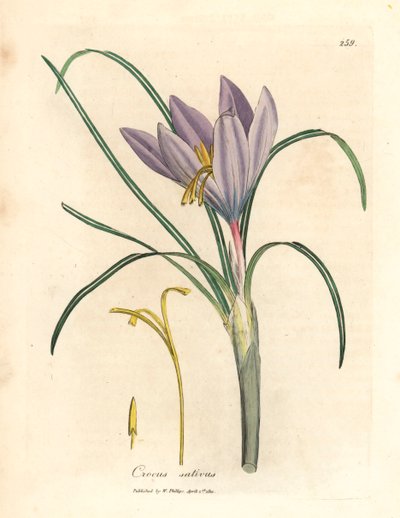 Azafrán azafrán, Crocus sativus, de una ilustración botánica de James Sowerby de William Woodville y "Medical Botany" de Sir William Jackson Hooker, 1832 (grabado en placa de cobre coloreada a mano) de James (after) Sowerby