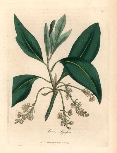 Árbol de sasafrás, Laurus sassafras, de una ilustración botánica de James Sowerby de "Medical Botany" de William Woodville y Sir William Jackson Hooker, 1832 (grabado en placa de cobre coloreada a mano) de James (after) Sowerby
