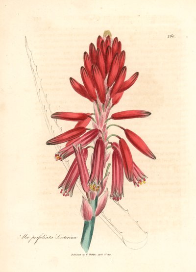 Socotorine aloe, Aloe perfoliata socotorina, de una ilustración botánica de James Sowerby de William Woodville y "Medical Botany" de Sir William Jackson Hooker 1832 (grabado en placa de cobre coloreada a mano) de James (after) Sowerby