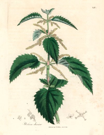 Ortiga, Urtica dioica, de una ilustración botánica de James Sowerby de "Medical Botany" de William Woodville y Sir William Jackson Hooker, 1832 (grabado en placa de cobre coloreada a mano) de James (after) Sowerby