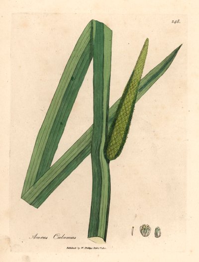 Bandera dulce, Acorus calamus, de una ilustración botánica de James Sowerby de "Medical Botany" de William Woodville y Sir William Jackson Hooker 1832 (grabado en placa de cobre coloreada a mano) de James (after) Sowerby