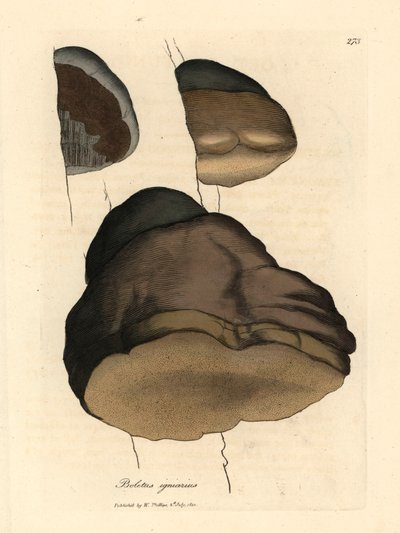 Boletus de Touchwood o hongo agárico, Boletus igniarius, de una ilustración botánica de James Sowerby de William Woodville y "Medical Botany" de Sir William Jackson Hooker 1832 (grabado en placa de cobre coloreada a mano) de James (after) Sowerby
