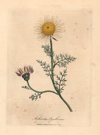 Manzanilla española blanca y amarilla, Anthemis pyrethrum, de una ilustración botánica de James Sowerby de "Medical Botany" de William Woodville y Sir William Jackson Hooker 1832 (grabado en placa de cobre coloreada a mano) de James (after) Sowerby
