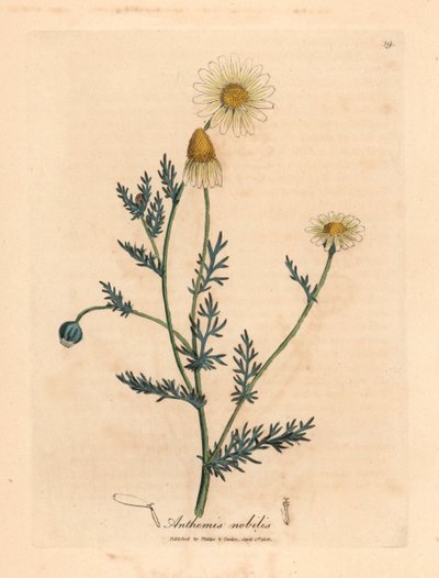 Manzanilla de flores blancas y amarillas, Anthemis nobilis, de una ilustración botánica de James Sowerby de "Medical Botany" de William Woodville y Sir William Jackson Hooker 1832 (grabado en placa de cobre coloreada a mano) de James (after) Sowerby