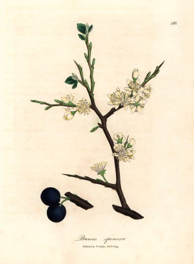 Flor blanca y bayas azules del endrino, Prunus spinosa, de una ilustración botánica de James Sowerby de "Medical Botany" de William Woodville y Sir William Jackson Hooker, 1832 (grabado en placa de cobre coloreada a mano) de James (after) Sowerby
