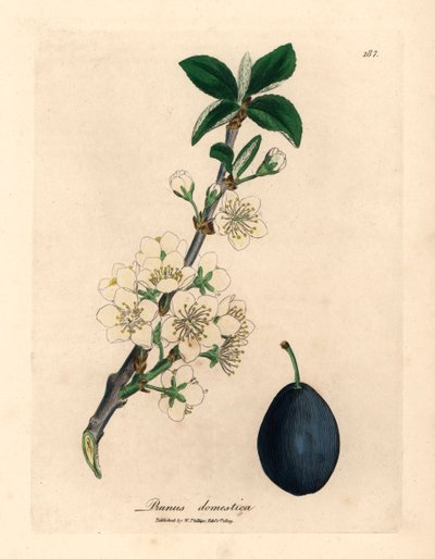 Flor blanca y fruto del ciruelo o ciruela, Prunus domestica, de una ilustración botánica de James Sowerby de William Woodville y "Medical Botany" de Sir William Jackson Hooker, 1832 (grabado en placa de cobre coloreada a mano) de James (after) Sowerby