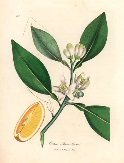 Flor blanca y segmento de fruta madura del naranjo, Citrus aurantium, de una ilustración botánica de James Sowerby de "Medical Botany" de William Woodville y Sir William Jackson Hooker 1832 (grabado en placa de cobre coloreada a mano) de James (after) Sowerby