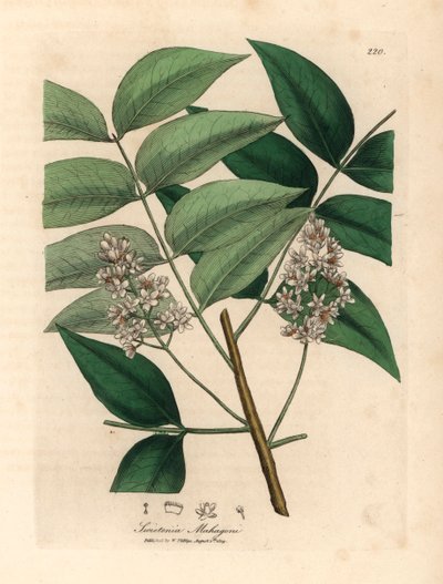 Árbol de caoba de flor blanca, Swietenia mahogani, de una ilustración botánica de James Sowerby de William Woodville y "Medical Botany" de Sir William Jackson Hooker 1832 (grabado en placa de cobre coloreada a mano) de James (after) Sowerby