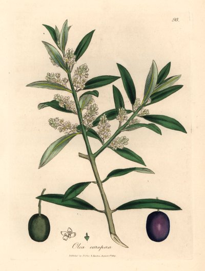Olivo europeo de flores blancas con fruta, Olea europaea, de una ilustración botánica de James Sowerby de "Medical Botany" de William Woodville y Sir William Jackson Hooker 1832 (grabado en placa de cobre coloreada a mano) de James (after) Sowerby