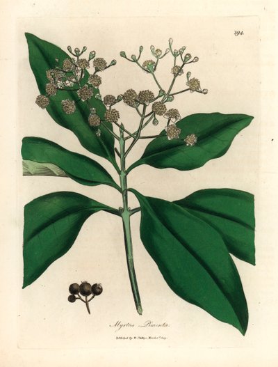 Árbol de especias de flores blancas, Myrtus pimenta, de una ilustración botánica de James Sowerby de "Medical Botany" de William Woodville y Sir William Jackson Hooker 1832 (grabado en placa de cobre coloreada a mano) de James (after) Sowerby