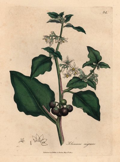Flores blancas, bayas negras, solanáceas de jardín, Solanum nigrum, de una ilustración botánica de James Sowerby de William Woodville y "Medical Botany" de Sir William Jackson Hooker 1832 (grabado en placa de cobre coloreada a mano) de James (after) Sowerby