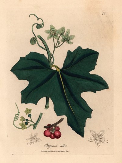 Bryony de flores blancas, Bryonia alba, de una ilustración botánica de James Sowerby de "Medical Botany" de William Woodville y Sir William Jackson Hooker 1832 (grabado en placa de cobre coloreada a mano) de James (after) Sowerby
