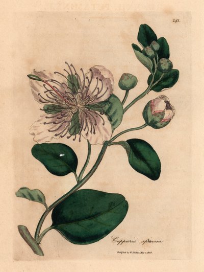 Arbusto de alcaparras de flores blancas, Capparis spinosa, de una ilustración botánica de James Sowerby de "Medical Botany" de William Woodville y Sir William Jackson Hooker 1832 (grabado en placa de cobre coloreada a mano) de James (after) Sowerby