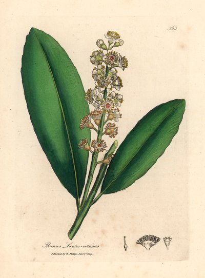 Árbol de laurel de cerezo de flores blancas, Prunus laurocerasus, de una ilustración botánica de James Sowerby de William Woodville y "Medical Botany" de Sir William Jackson Hooker 1832 (grabado en placa de cobre coloreada a mano) de James (after) Sowerby