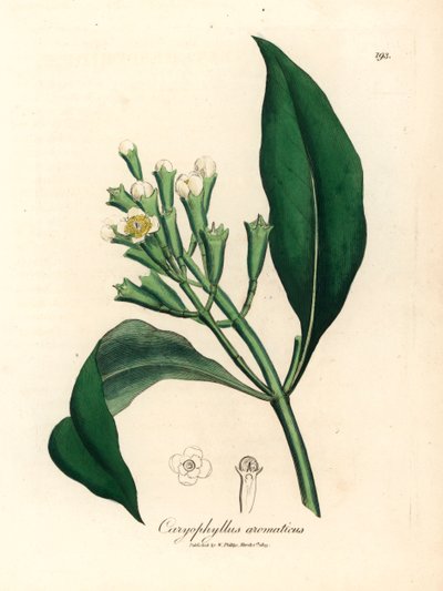 Árbol de especias de clavo de flores blancas, Caryophyllus aromaticus, de una ilustración botánica de James Sowerby de "Medical Botany" de William Woodville y Sir William Jackson Hooker 1832 (grabado en placa de cobre coloreada a mano) de James (after) Sowerby