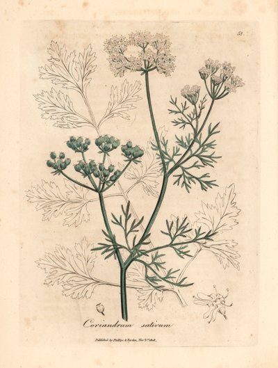 Cilantro de flores blancas, Coriandrum sativum, de una ilustración botánica de James Sowerby de "Medical Botany" de William Woodville y Sir William Jackson Hooker, 1832 (grabado en placa de cobre coloreada a mano) de James (after) Sowerby