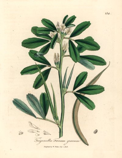 Fenogreco de flores blancas con vaina de semillas, Trigonella foenum graecum, de una ilustración botánica de James Sowerby de William Woodville y "Medical Botany" de Sir William Jackson Hooker 1832 (grabado en placa de cobre coloreada a mano) de James (after) Sowerby