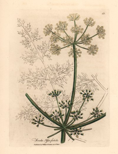 Hinojo gigante de flores blancas o asafetida, Ferula assafoetida, de una ilustración botánica de James Sowerby de William Woodville y "Medical Botany" de Sir William Jackson Hooker 1832 (grabado en placa de cobre coloreada a mano) de James (after) Sowerby