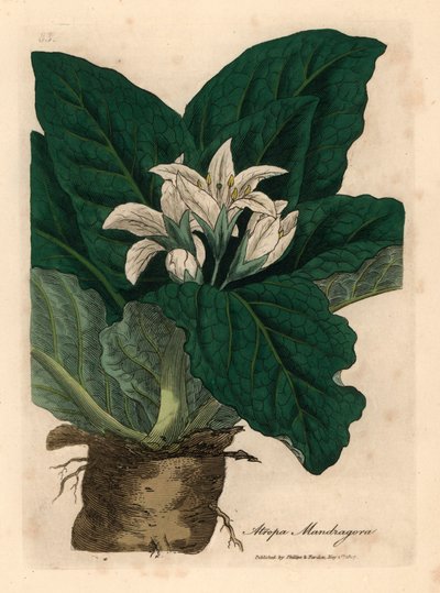 Mandrágora de flores blancas, Atropa mandragora, de una ilustración botánica de James Sowerby de William Woodville y "Medical Botany" de Sir William Jackson Hooker 1832 (grabado en placa de cobre coloreada a mano) de James (after) Sowerby