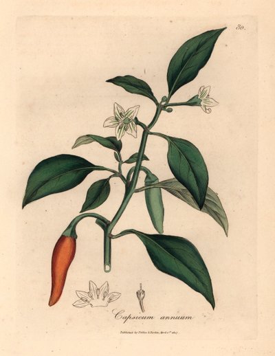 Pimienta de guinea escarlata de flores blancas, Capsicum annuum , de una ilustración botánica de James Sowerby de William Woodville y "Medical Botany" de Sir William Jackson Hooker 1832 (grabado en placa de cobre coloreada a mano) de James (after) Sowerby