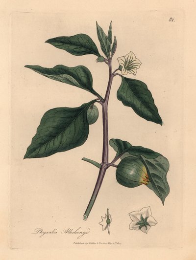 Cereza de invierno de flores blancas, Physalis alkekengi, de una ilustración botánica de James Sowerby de "Medical Botany" de William Woodville y Sir William Jackson Hooker 1832 (grabado en placa de cobre coloreada a mano) de James (after) Sowerby