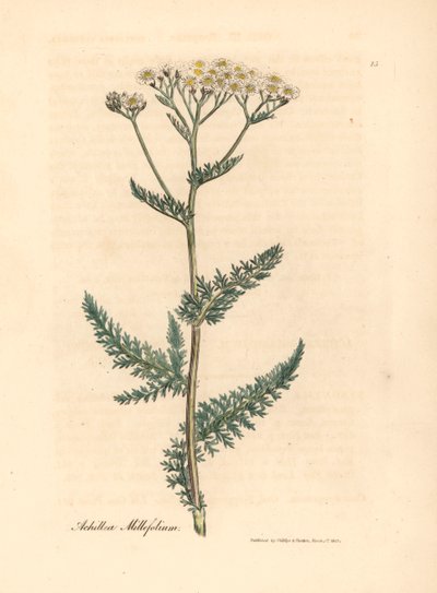 Milenrama o milenrama de flores blancas, Achillea millefolium, de una ilustración botánica de James Sowerby de William Woodville y "Medical Botany" de Sir William Jackson Hooker 1832 (grabado en placa de cobre coloreada a mano) de James (after) Sowerby
