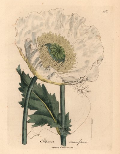 Amapola blanca, Papaver somniferum, de una ilustración botánica de James Sowerby de "Medical Botany" de William Woodville y Sir William Jackson Hooker, 1832 (grabado en placa de cobre coloreada a mano) de James (after) Sowerby