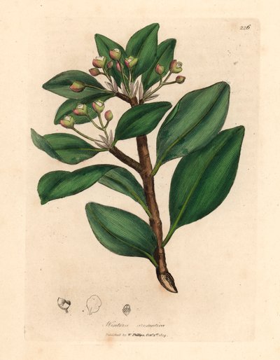 Árbol de corteza de invierno, Wintera aromatica, Drimys winteri, de una ilustración botánica de James Sowerby de William Woodville y "Medical Botany" de Sir William Jackson Hooker 1832 (grabado en placa de cobre coloreada a mano) de James (after) Sowerby