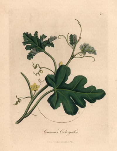 Pepino amargo de flores amarillas, Cucumis colocynthis, de una ilustración botánica de James Sowerby de "Medical Botany" de William Woodville y Sir William Jackson Hooker, 1832 (grabado en placa de cobre coloreada a mano) de James (after) Sowerby