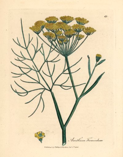 Hinojo de flores amarillas, Anethum foeniculum, de una ilustración botánica de James Sowerby de "Medical Botany" de William Woodville y Sir William Jackson Hooker, 1832 (grabado en placa de cobre coloreada a mano) de James (after) Sowerby