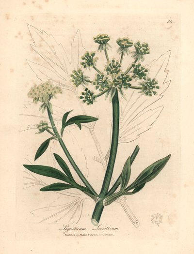 Lovage de flores amarillas, Ligusticum levisticum, de una ilustración botánica de James Sowerby de "Medical Botany" de William Woodville y Sir William Jackson Hooker 1832 (grabado en placa de cobre coloreada a mano) de James (after) Sowerby
