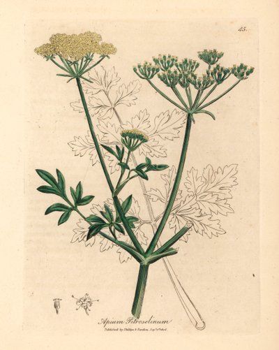 Perejil de flores amarillas, Apium petroselinum, de una ilustración botánica de James Sowerby de "Medical Botany" de William Woodville y Sir William Jackson Hooker, 1832 (grabado en placa de cobre coloreada a mano) de James (after) Sowerby