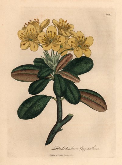 Rododendro de flores amarillas, crisantemo de rododendro, de una ilustración botánica de James Sowerby de "Medical Botany" de William Woodville y Sir William Jackson Hooker 1832 (grabado en placa de cobre coloreada a mano) de James (after) Sowerby
