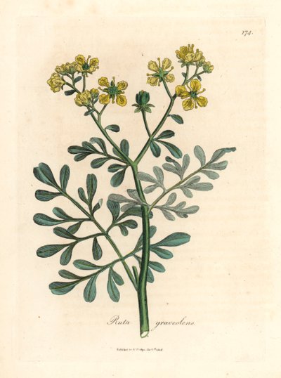 Ruda de flores amarillas, Ruta graveolens, de una ilustración botánica de James Sowerby de "Medical Botany" de William Woodville y Sir William Jackson Hooker 1832 (grabado en placa de cobre coloreada a mano) de James (after) Sowerby